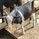 Gorgeous Pygmy Wethers-1