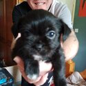 Beautiful shihchi male puppies-4