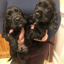 Black cocker spaniels -1