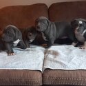 American bullys for sale -1