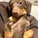 Miniature dachshund -0