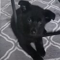 All black German shepard female -3