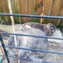 2x 2 year old Lops-3