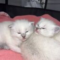 Ragdoll kittens -4