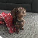 Dachshund  SOLD! SOLD!SOLD!-4