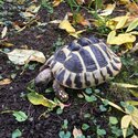 Herman tortoises-3