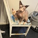 2 sphinx cats-0