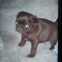 Beautiful pug puppy -2