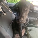 1 year old Labrador/Rottweiler/Staffy for sale-0