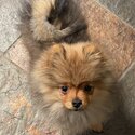 Pomeranian Puppy Male 16 Weeks Old For Sale-0