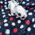 5 Beautiful baby's Lionhead Cross Rex -5