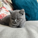 British Shorthair Kitten 13 weeks old-3