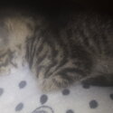 Siberian kitten. Need gone-2