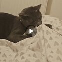 Grey chartreux cat- Happy to negotiate price-3