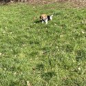 Beagle puppy 6 months old -2