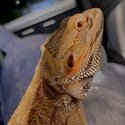 2 year old male bearded dragon with a 4x4x4 set up -1