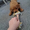 9 week old red fox labrador puppy -1