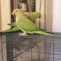 Two African Parrots for sale-0