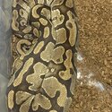 Ball python collection for sale -0