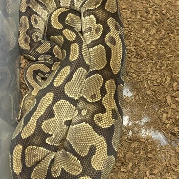 Ball python collection for sale 