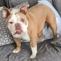 Bulldog in need of loving home-0