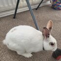 Young male rabbit ready for rehoming-2