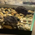 2 Musk turtles-0