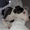 Adorable 5-Month-Old Female Puppy Looking for a Loving Home-0