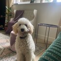 White cockapoo -4