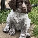 English Springer Spaniel puppies-5