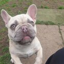 French bulldog -2