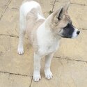 American Akita Male Puppy-0