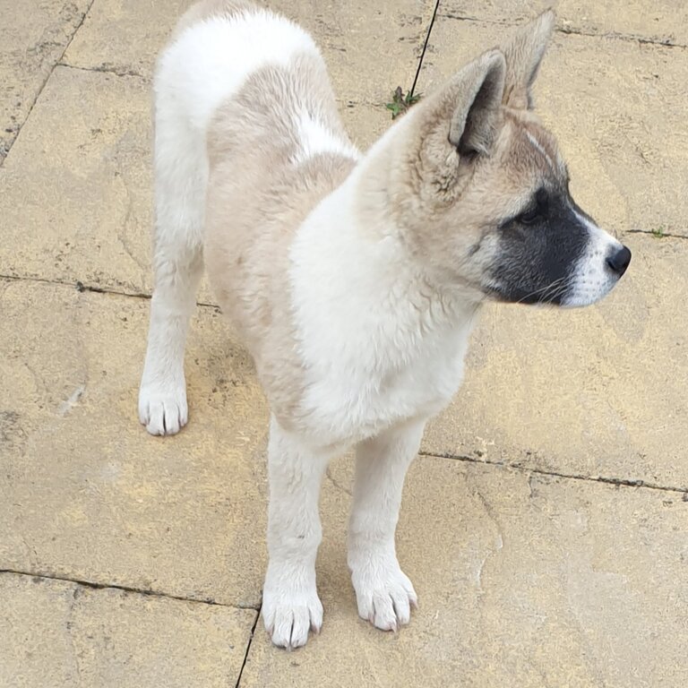 American Akita Male Puppy