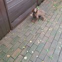 10 week old beautiful choc brown cocker spaniel boy -2