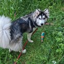 9 months Husky lovely boy for sale -0