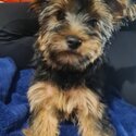 Adorable 10 month old Australian Silky Terrier pup, microchipped, dewormed and vaccinated available.-5