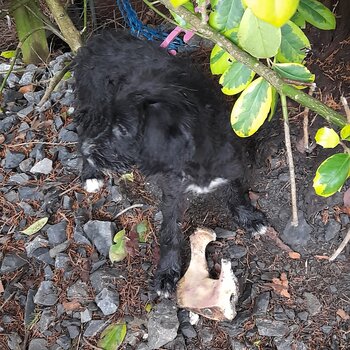 Labradoodle pup