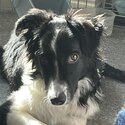 9 month old border collie-1