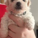 Beautiful bichon frise babies-2