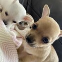 Beautiful apple head chihuahuas puppies-5