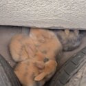 Free rabbits-1