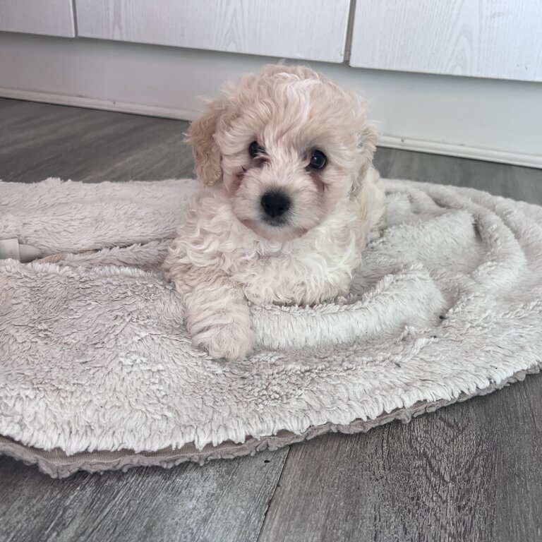 Teddy toy poochon puppies 