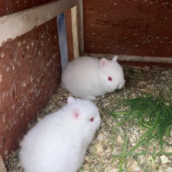 Netherland Dwarf rabbits