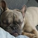 10 months old French Bulldog adult only home-0