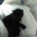 stunning Female Kitten For Sale-5