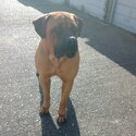 Presa Canario x Dogue De Bordeaux -0