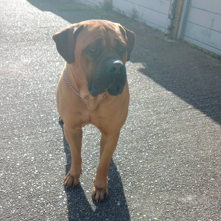 Presa Canario x Dogue De Bordeaux 