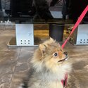 Pomeranian Puppy Male 16 Weeks Old For Sale-4