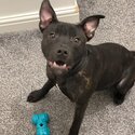 New home needed 8 month old Staffy -2