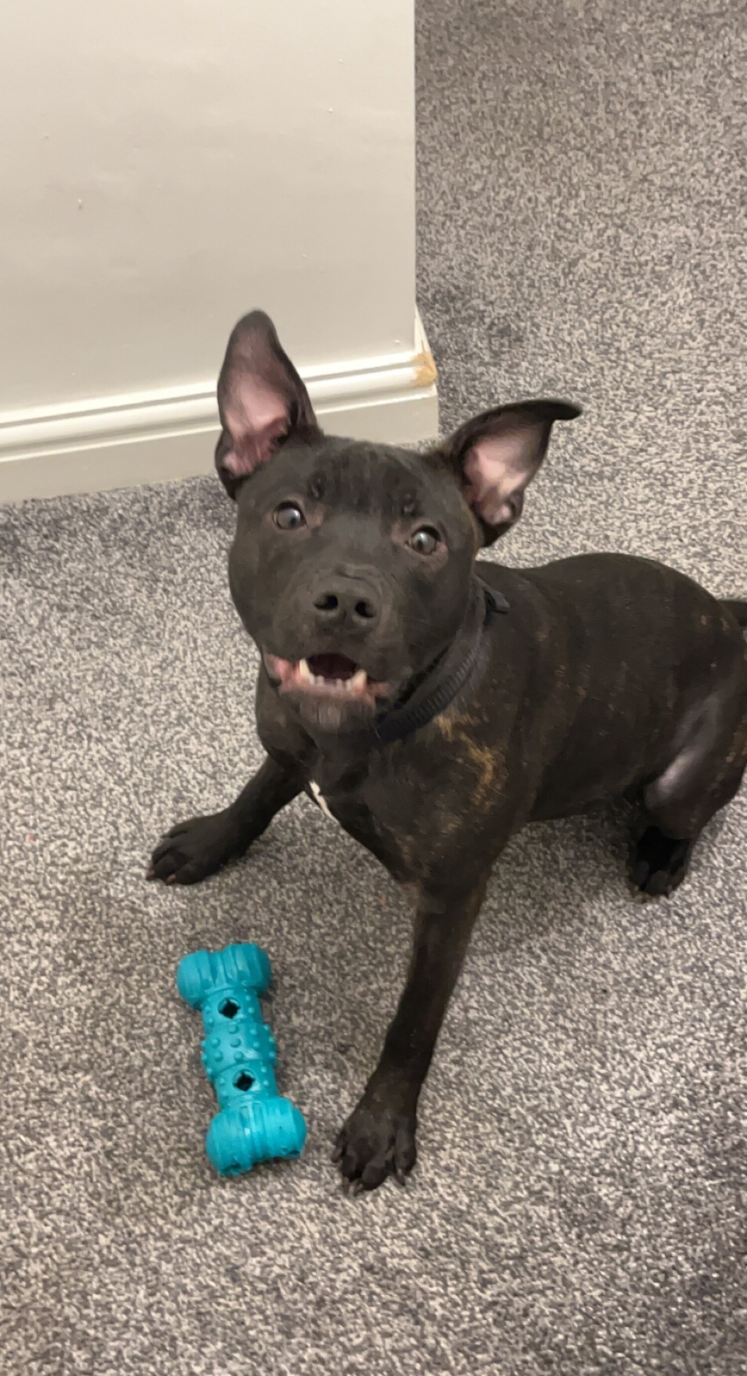 New home needed 8 month old Staffy